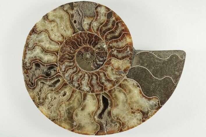 Cut & Polished Ammonite Fossil (Half) - Madagascar #200120